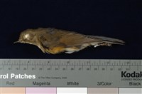 藏品(藍尾鴝)的圖片